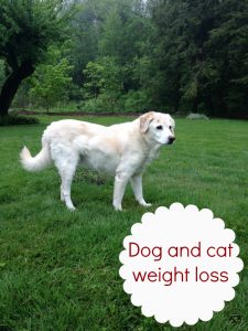 pet weight loss challenge