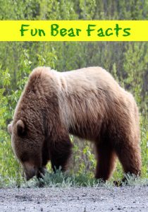 10 Fun Bear Facts - This Mama Loves