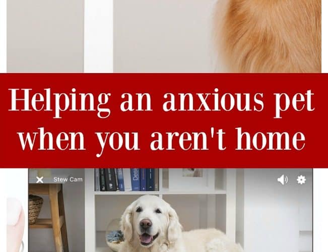 Helping an anxious pet when you aren't home with interactive pet camera