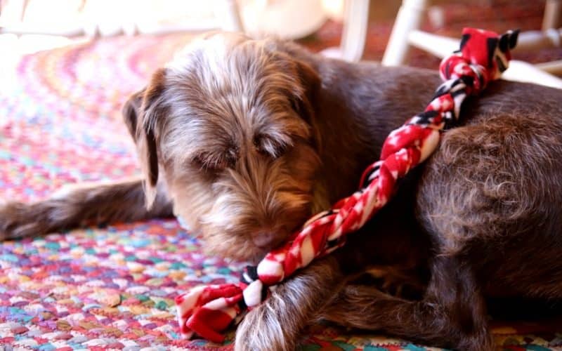 Super Simple DIY Dog Toy Tutorial