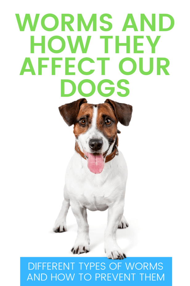 Worms and How They Affect Our Dogs | This Mama Loves