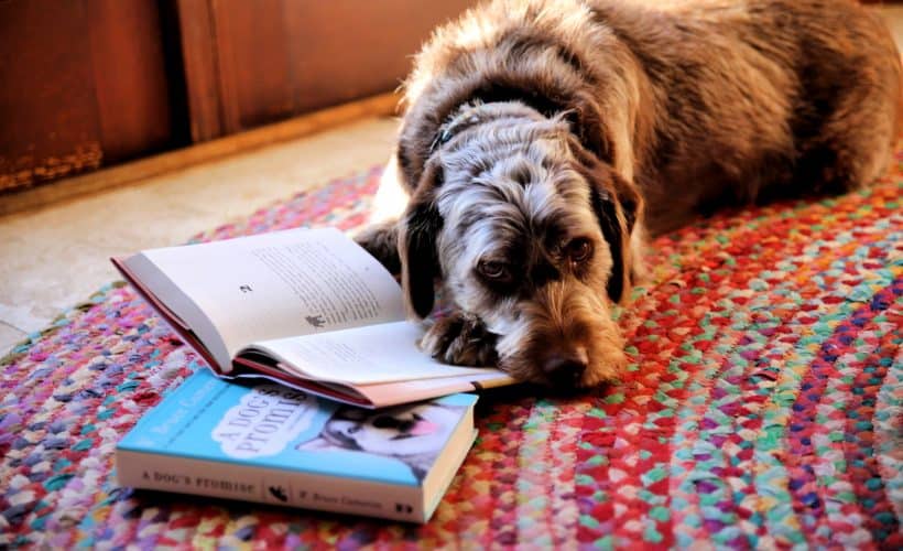 brown rescue pup with paw on wbruce cameron books