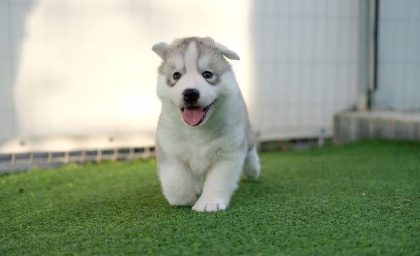 Everything You Need to Know About the Pomsky Dog