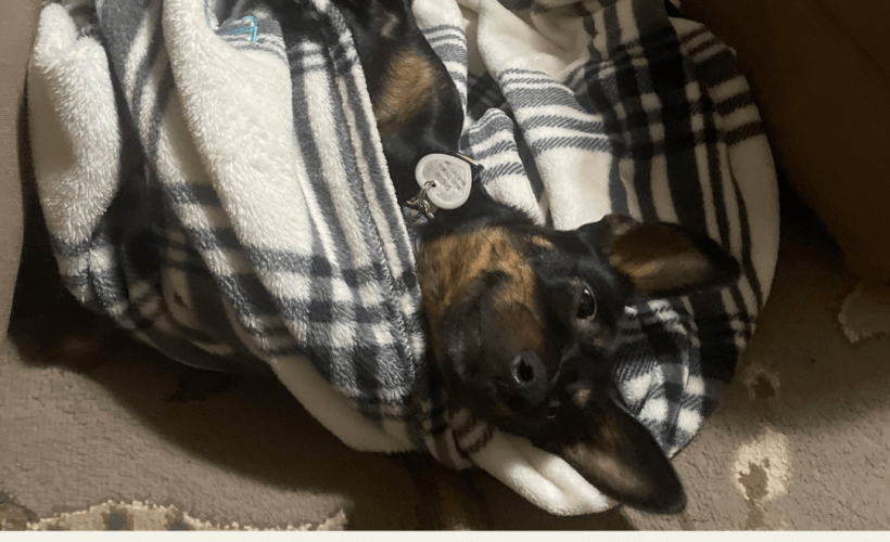 daily essentials to help your dogs health overlay on image of puppy wrapped in blanket